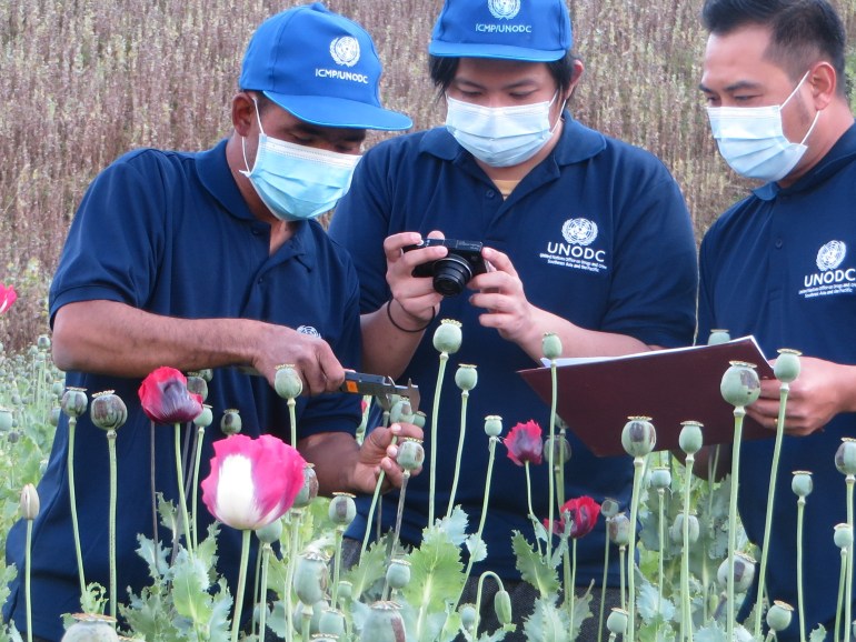UNODC staff collect data on opium cultivation in Myanmar in 2022.