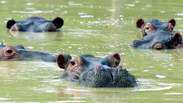 - A herd of hippopotamuses swim in a muddy lake at the abandoned country home of former [drug kingpin Pablo Escobar] in central Colombia in Puerto Triunfo.