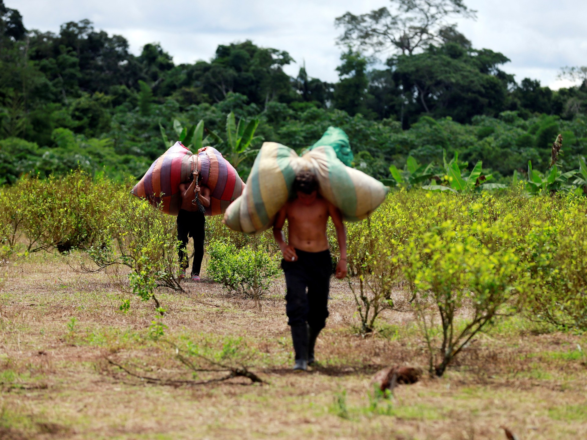 Plunging coca prices create ‘humanitarian emergency’ in Colombia