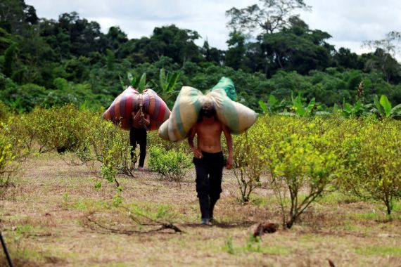 Raspachines, workers who collect coca leaves, carry bags with harvested leaves