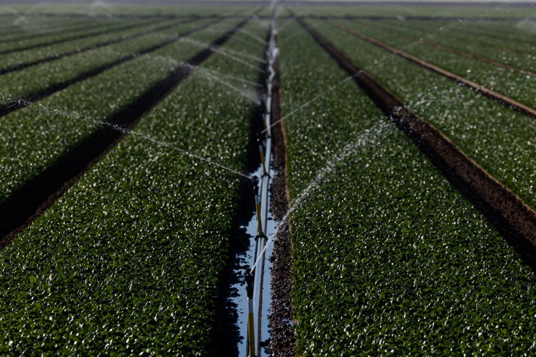 A field of spinach is irrigated in California's Imperial Valley