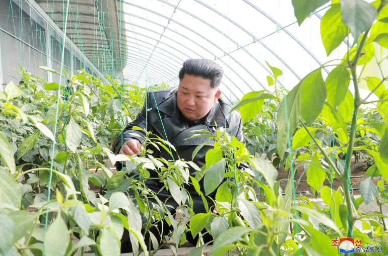 Kim Jong Un wearing a black coat is touching a plant in the greenhouse. He is surrounded by greenery.