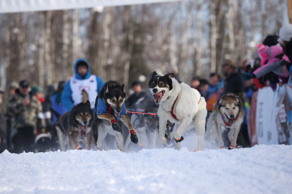 A white-and-black dog bounds forward in the foreground of a snowy scene, leading a pack of dogs and a man on a sled