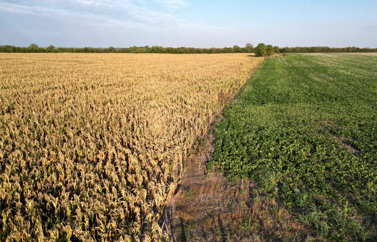 The image is almost evenly split with yellow corn crops coloring in the left half and meets a slightly slanted line of green cotton crops on the right side. 