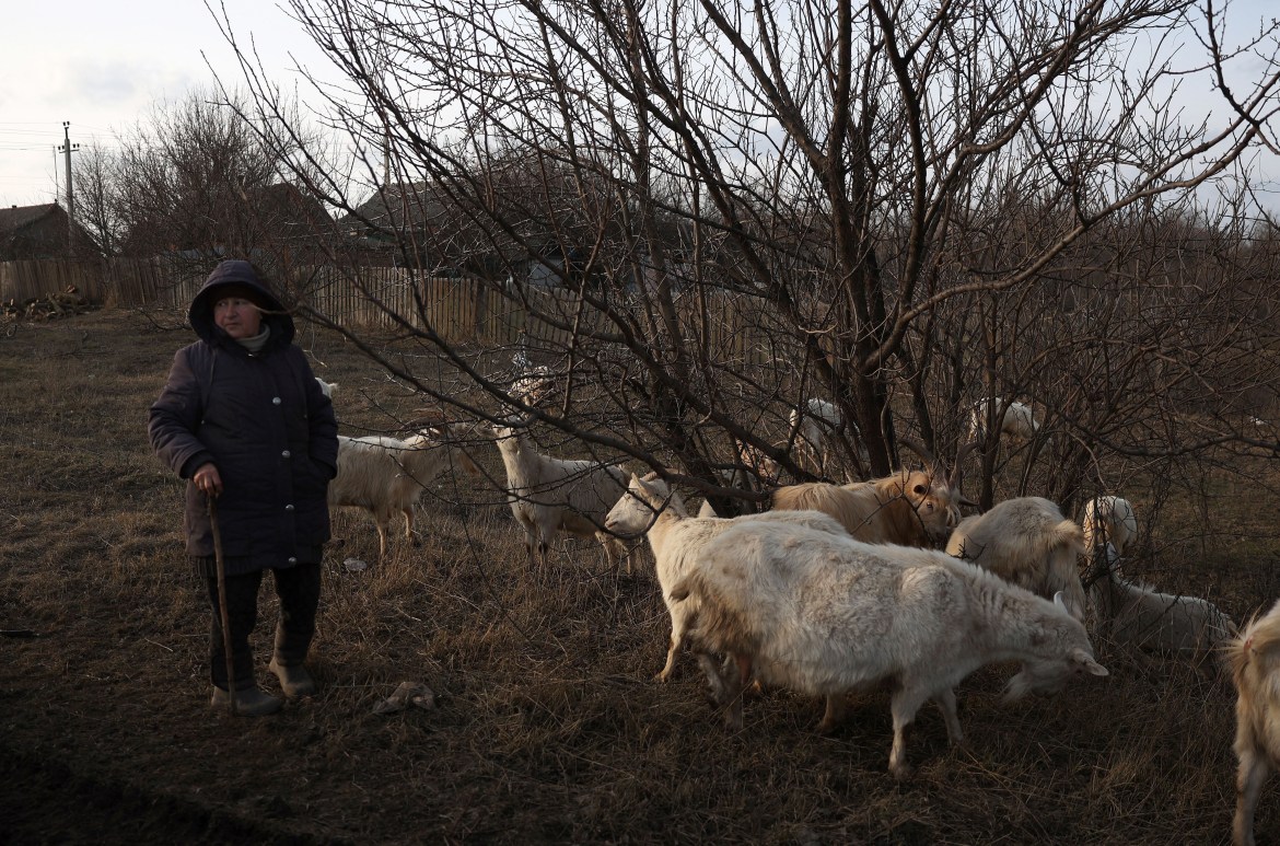 An elderly woman herds goats in the village of Siversk