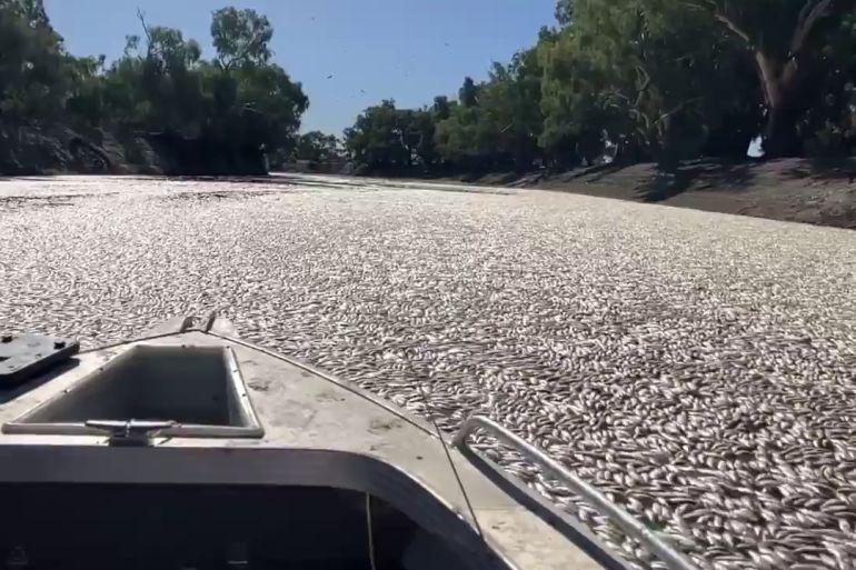 Photoshows dead fish clogging a river near the town of Menindee in New South Wales