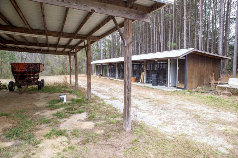 Dog kennels on the Murdaugh's Moselle property are to the right of the shot. The door is swung open. A forest of high and thin trees stands behind the kennels. 