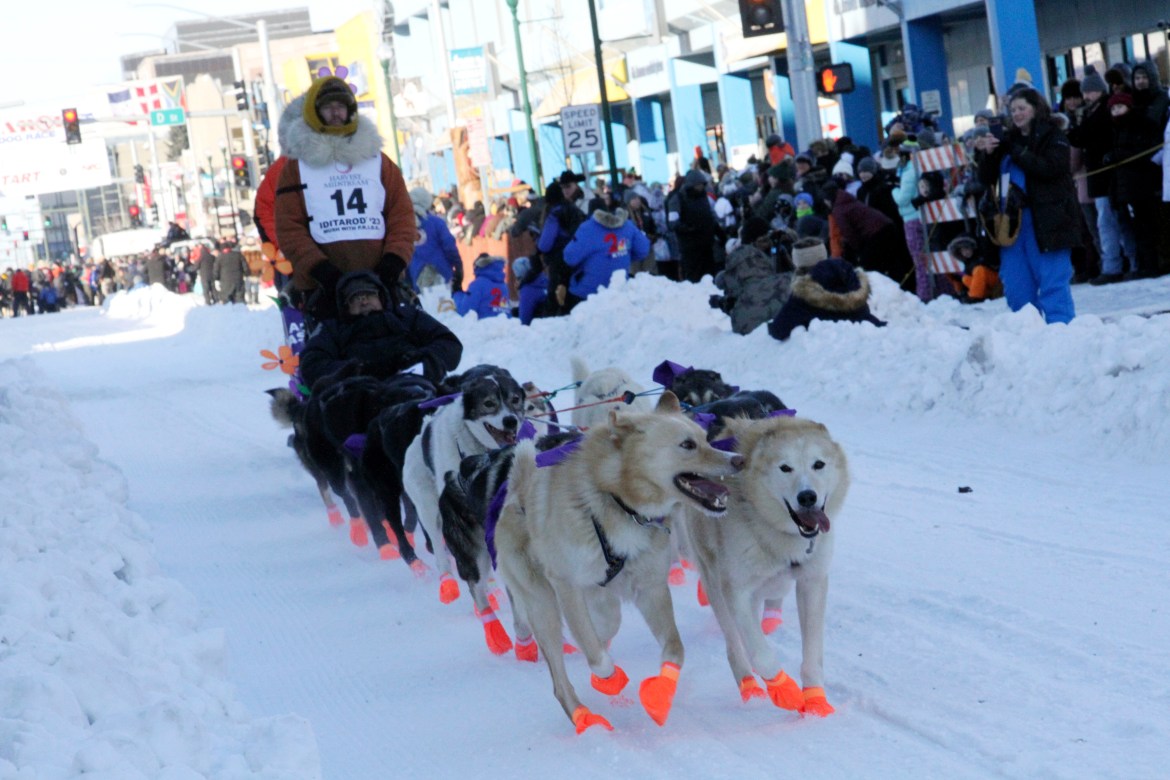 Defending champion Brent Sass leads a team of dogs down the snowy roads of Anchorage
