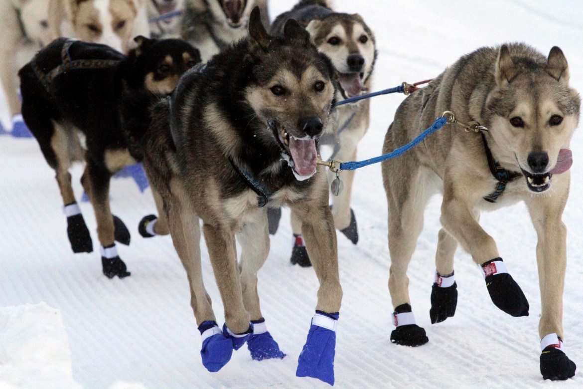 Dogs wearing blue boots race in the snow