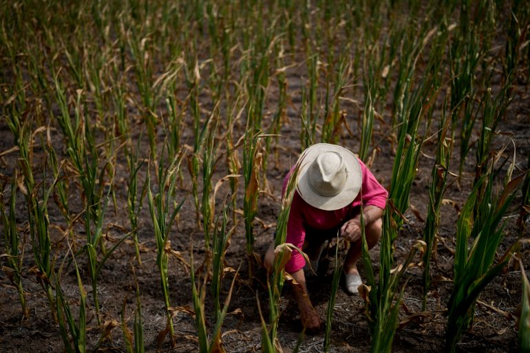 Farmer Osvaldo Bo looks at the soil in the field of corn of his neighbor ruined by drought in Pergamino, Argentina, Monday, March 20, 2023. (AP Photo/Natacha Pisarenko)