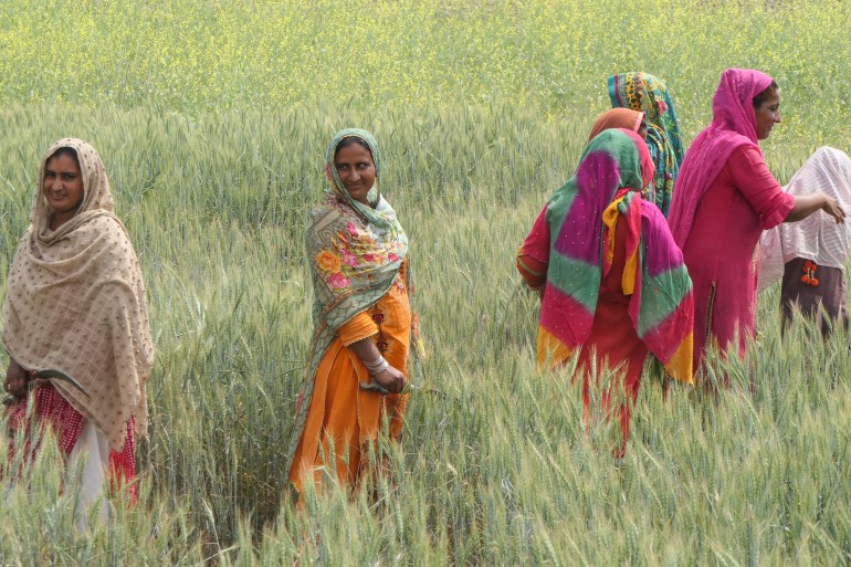 Haleema Aslam with her fellow labourers collecting fodder for cattles