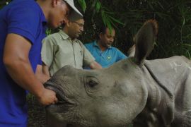 A rhino in Nepal