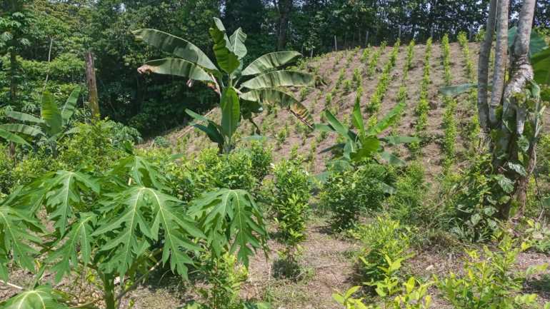 Kebun koka di lereng bukit yang dipenuhi pohon pepaya dan pisang