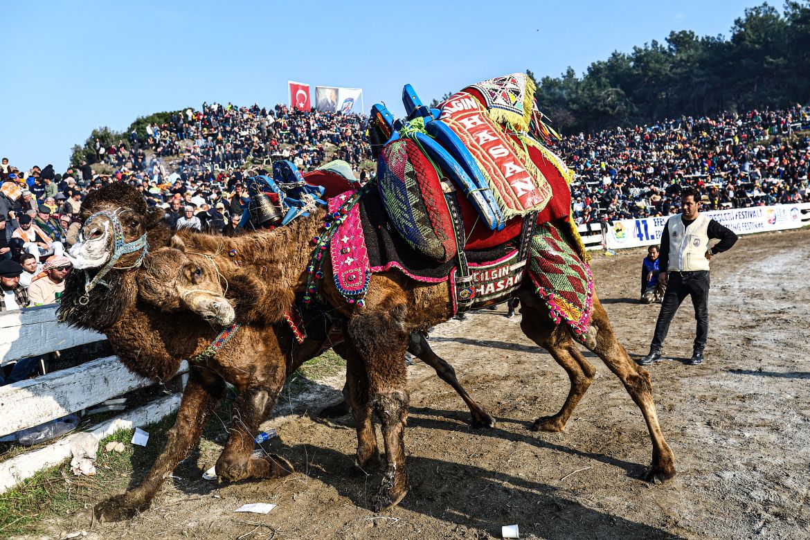 Two camels fight during the Selcuk-Efes Camel Wrestling Festival