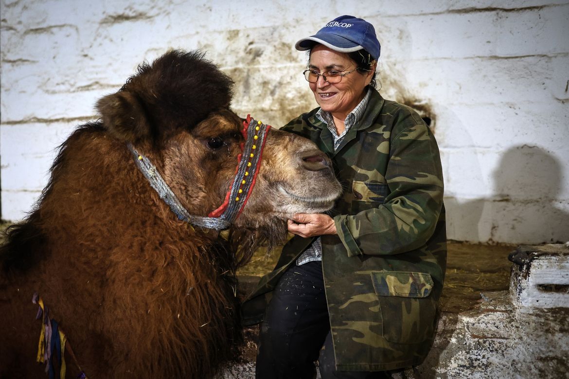 Camel wrestler Habibe Yuksel (C) and her camel Efecan seen in the barn in her house