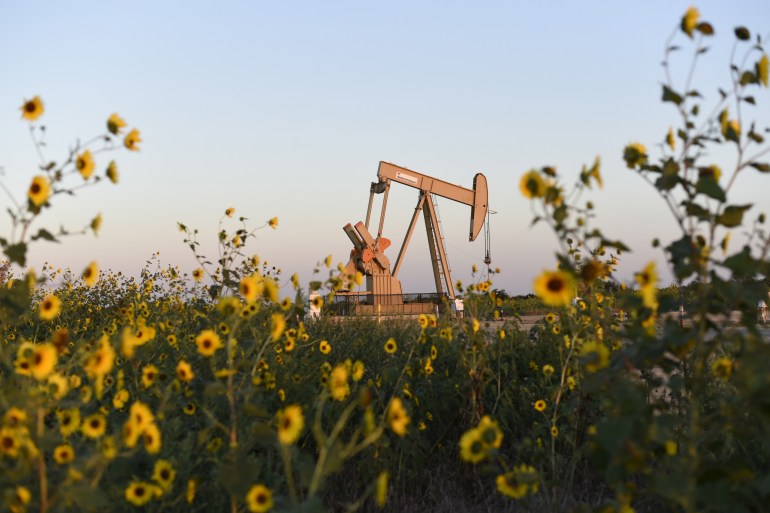 An oil rig amid a field of yellow flowers