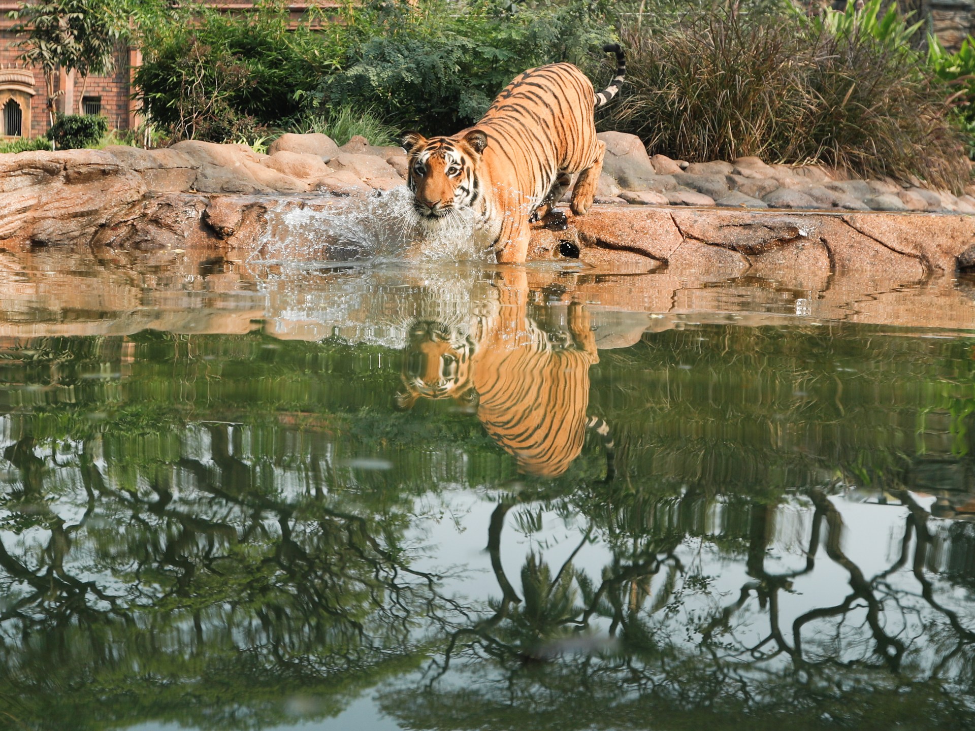 Populasi harimau di India mencapai 3.000, survei menemukan |  berita lingkungan