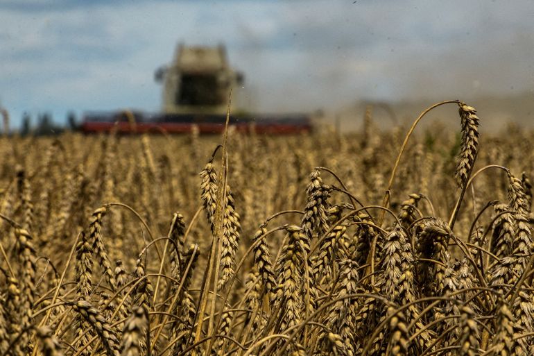 A combine harvests wheat in a field near the village of Zghurivka, amid Russia's attack on Ukraine, in Kyiv region, Ukraine August 9, 2022