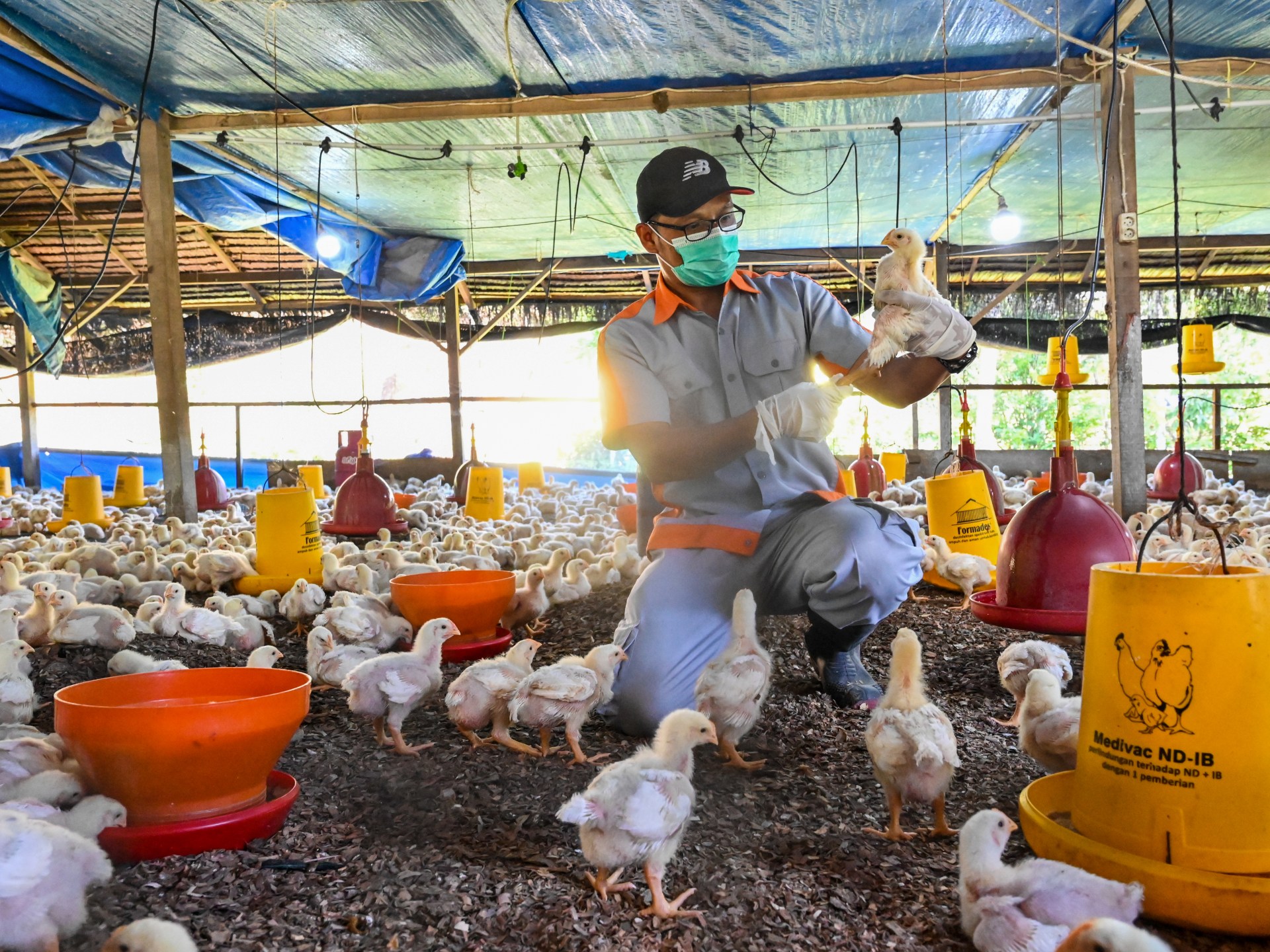 China laporkan kematian manusia pertama akibat flu burung H3N8 |  Berita Organisasi Kesehatan Dunia