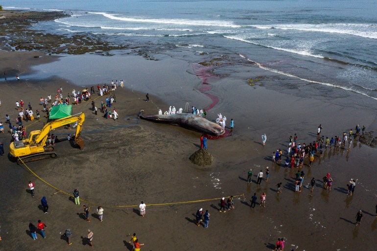An aerial view of the stranded whale. There are people milling about on the beach, a yellow excavator and a team of veterinarians in white protective suits. The tide is out.