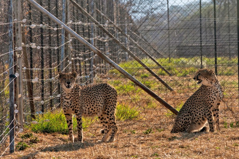 Tiga dari empat cheetah yang lahir di India mati setelah 70 tahun |  Berita Margasatwa