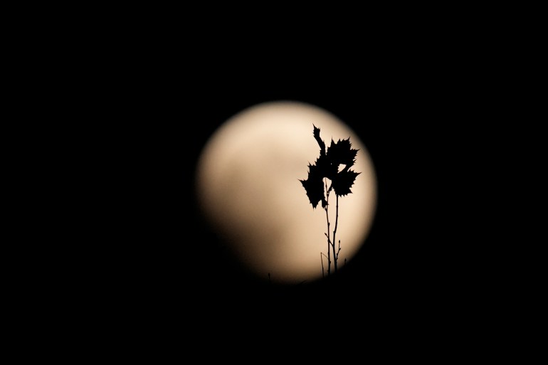 The leaves of a tree are silhouetted by the moon during a partial lunar eclipse in Goyang, South Korea