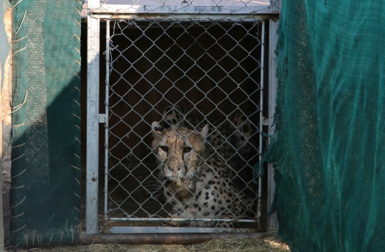 India Cheetah