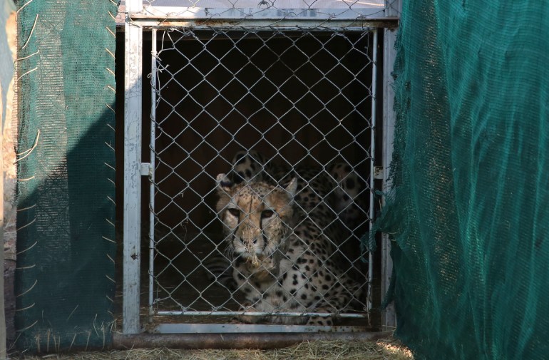 Ο θάνατος της δεύτερης αφρικανικής λεοπάρδαλης στο Εθνικό Πάρκο Kono της Ινδίας |  Νέα