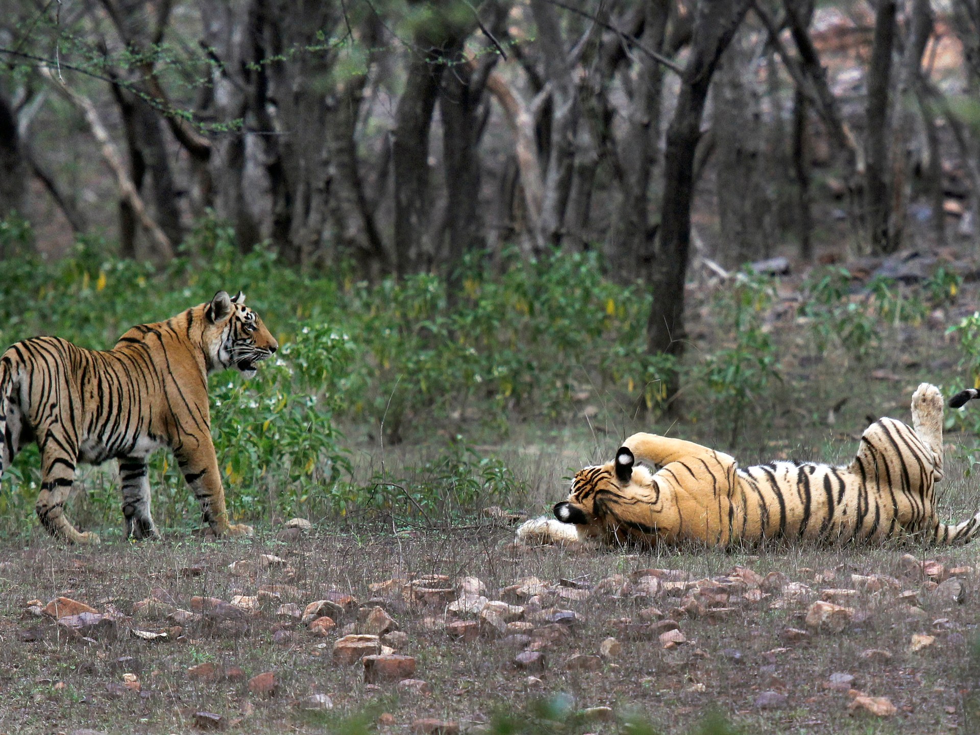 Masyarakat adat India membayar harga untuk konservasi harimau |  Berita Margasatwa