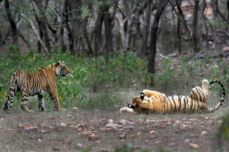 Conservation news on Tigers