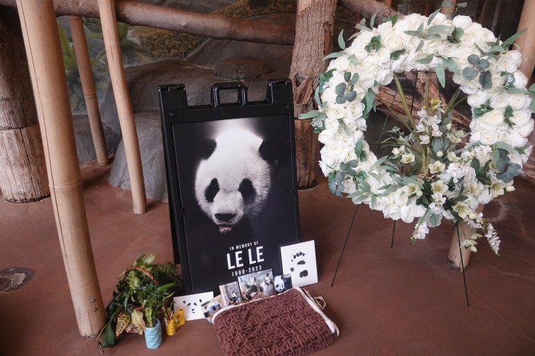Jutaan orang China menyambut panda Ya Ya pulang setelah tinggal di AS |  Berita Politik