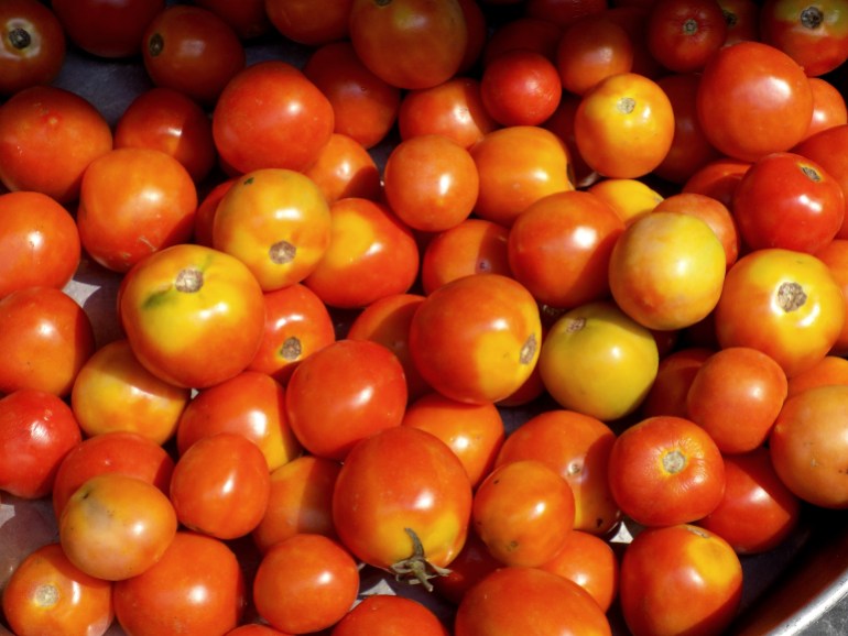 shot of tomatoes in a large bin in the sunshine