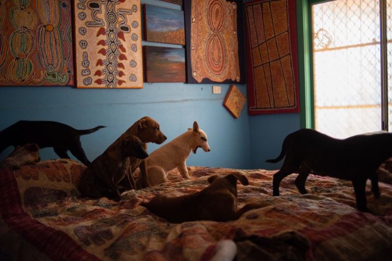 Gloria Morales'in Yuendumu'daki evinde baktığı düzinelerce köpekten bazıları onun yatağında hareket ediyor veya dinleniyorlar.