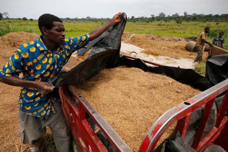 A man covers harvested rice in a rice field in Nanan, Yamoussoukro, Cote d'Ivoire. [Thierry Gouegnon/Reuters]