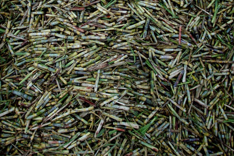 A close-up of chopped sugar cane, piled up