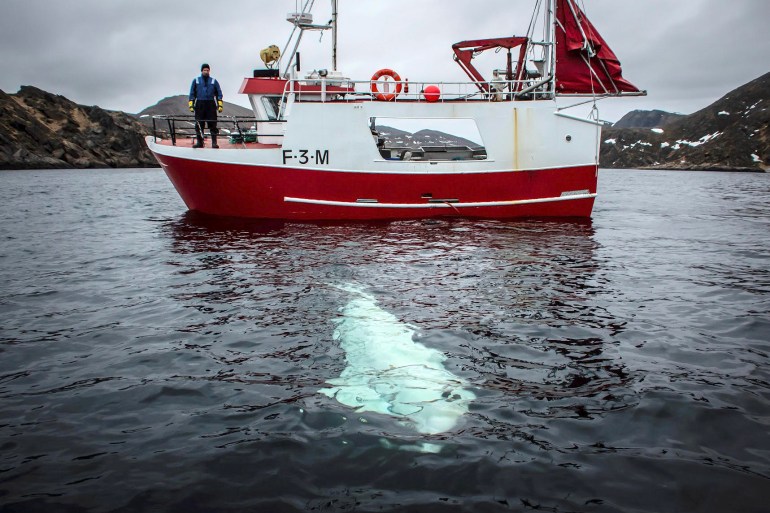 Una balena beluga indossa un'imbracatura accanto a una barca da pesca al largo della costa della Norvegia settentrionale, 29 aprile 2019. Jorgen Ree Wiig/Sea Surveillance Service/Handout/NTB Scanpix tramite REUTERS ATTENZIONE REDATTORI - questa immagine è stata fornita da una terza parte.  La Norvegia è fuori.  Non ci sono vendite commerciali o editoriali in Norvegia.  credito obbligatorio