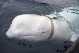 A beluga whale wearing a harness is seen off the coast of northern Norway in April 2019 [File: Jorgen Ree Wiig/Sea Surveillance Service/NTB Scanpix via Reuters]