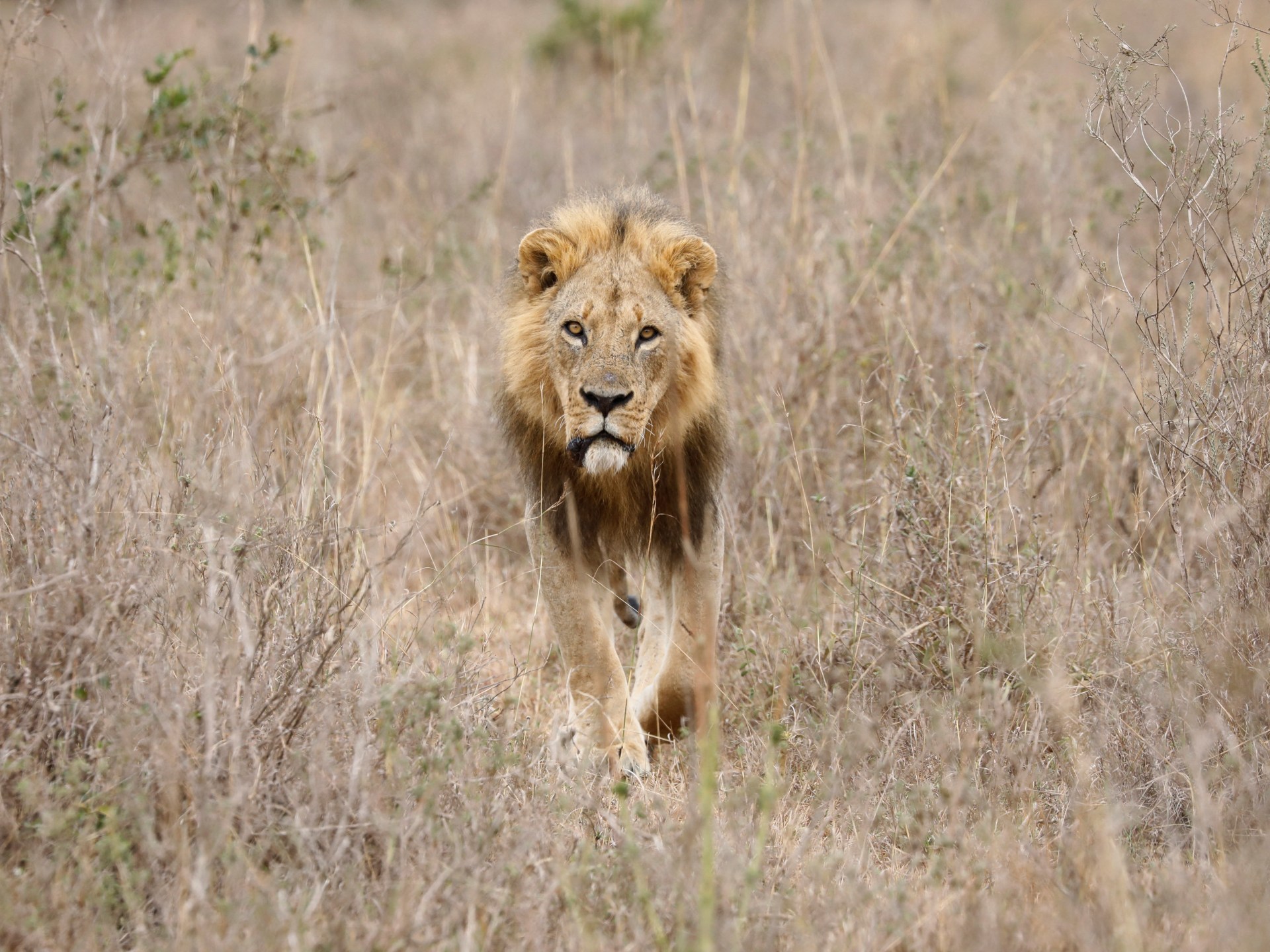 Enam singa dibunuh oleh penggembala dalam pertempuran untuk dorongan konservasi Kenya |  Berita Margasatwa