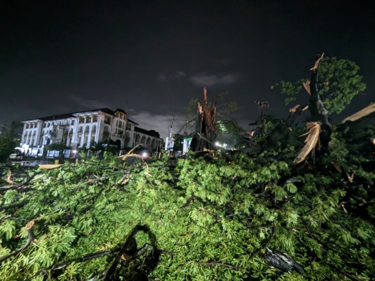 2023년 5월 24일 시에라리온 프리타운에서 폭우 후 상징적인 거대한 목화나무가 쓰러집니다. [Reuters]
