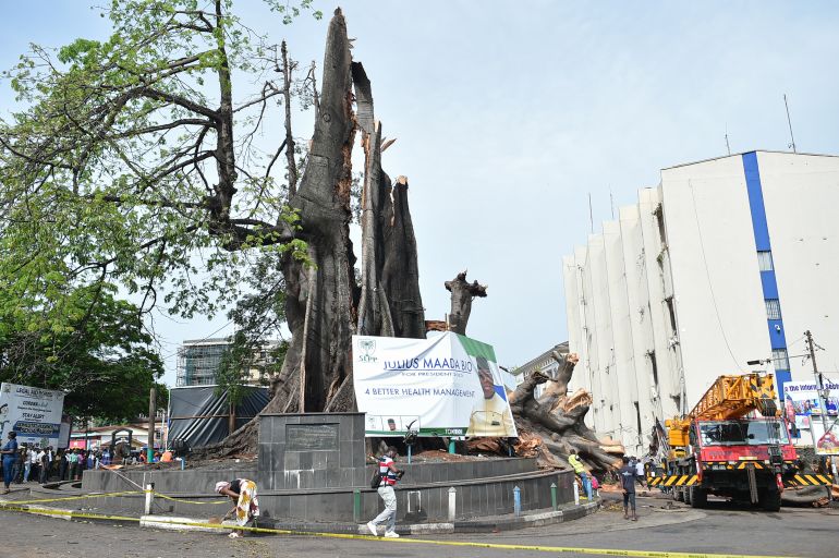 A man walks past the fallen iconic Cotton Tree in Freetown