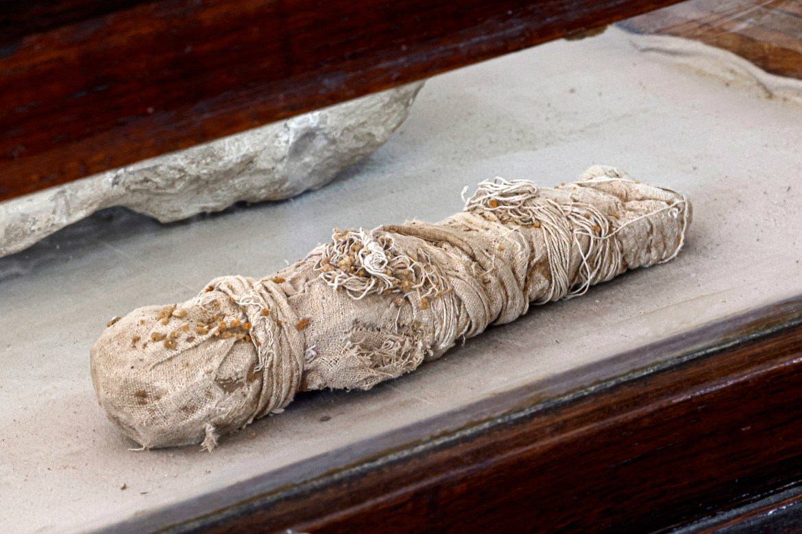 A newly discovered small mummified animal