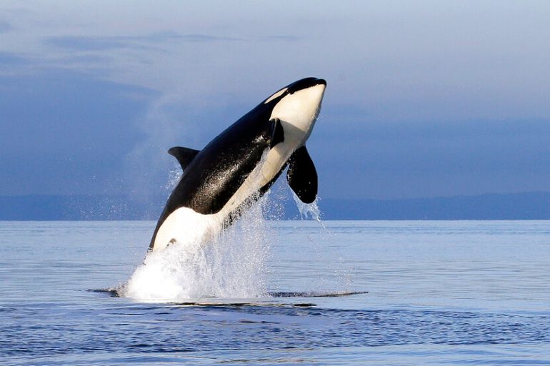 FILE- In this Jan. 18, 2014, file photo, an endangered female orca leaps from the water while breaching in Puget Sound west of Seattle, Wash. A federal report released Friday, Feb. 28, 2020, rejected the idea of removing four hydroelectric dams on a major Pacific Northwest river in a last-ditch effort to save threatened and endangered salmon. Scientists also warn that southern resident orcas are starving to death because of a dearth of the chinook salmon that are their primary food source. Dam removal could increase the numbers of two key stocks of chinook salmon for orcas. (AP Photo/Elaine Thompson, File)