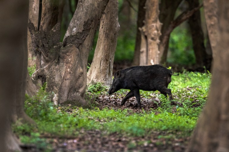 Một con lợn rừng đi dạo bên trong khu bảo tồn động vật hoang dã Pobitora ở ngoại ô Gauhati, Ấn Độ