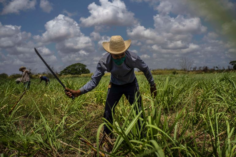 Un contadino usa un machete per diserbare un campo di canna da zucchero a Madruga, Cuba, giovedì 29 aprile 2021