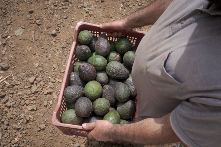 Seen from above, a man in a grey shirt hauls a crate brimming with green avocados