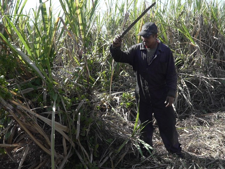 A man lifts a machete aloft in a field of sugar cane