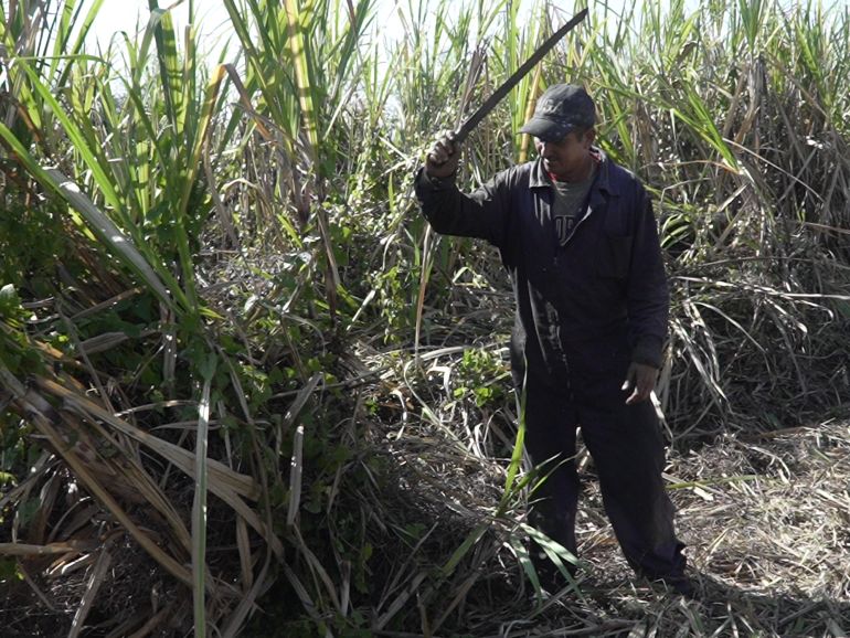 Odel Perez hackt das Unkraut von seinem Zuckerrohrfeld | Bildquelle: Al Jazeera © Ed Augustin/Al Jazeera | Bilder sind in der Regel urheberrechtlich geschützt