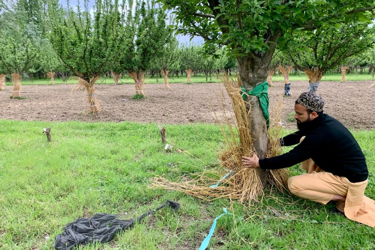 Kashmiri farmers tying grass, remnants of clothes and polythene sheets around the stem of apple trees to protect them from wild boars