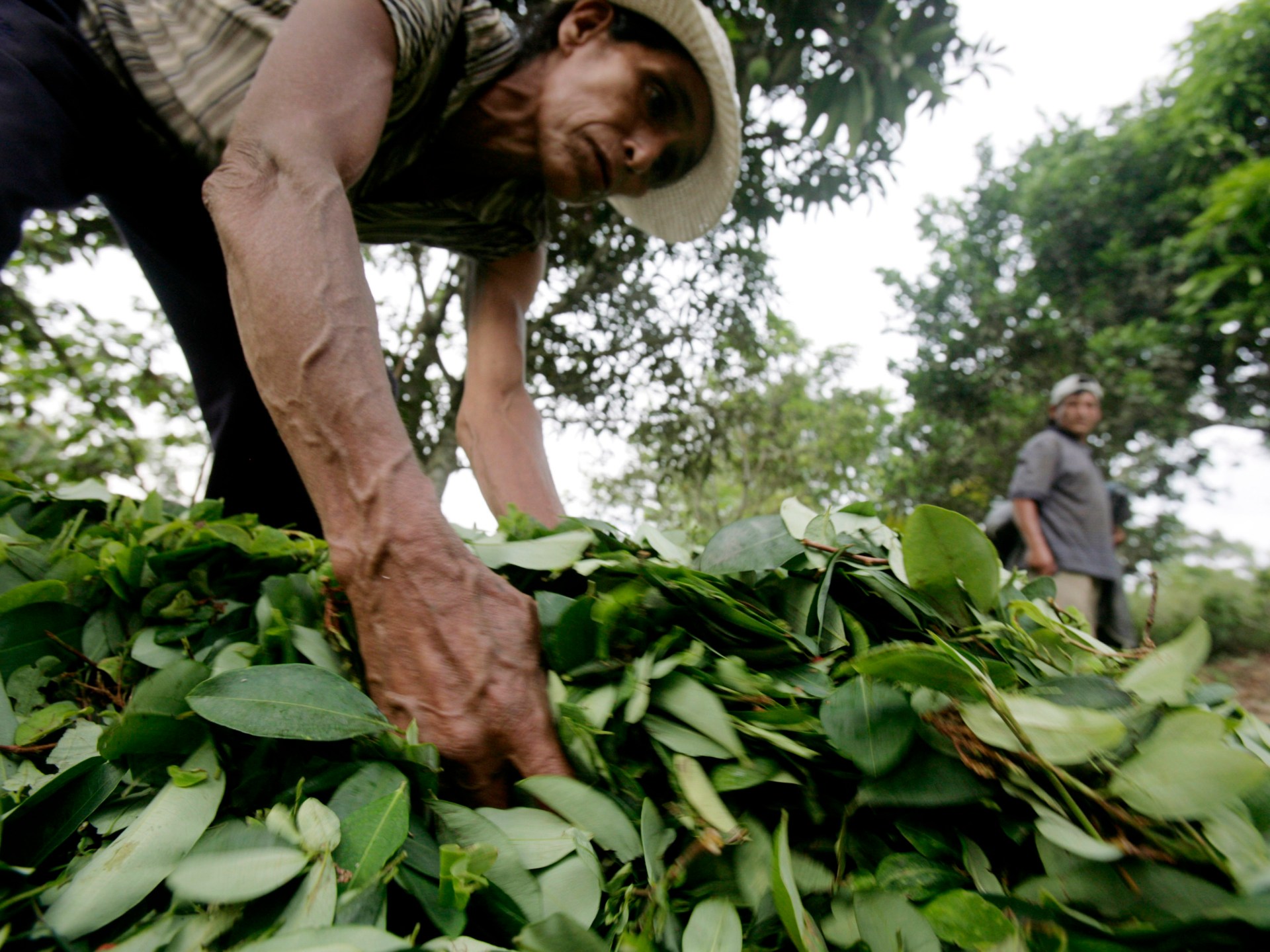 Budidaya daun koka Peru mencapai rekor tertinggi pada tahun 2022 |  Berita narkoba