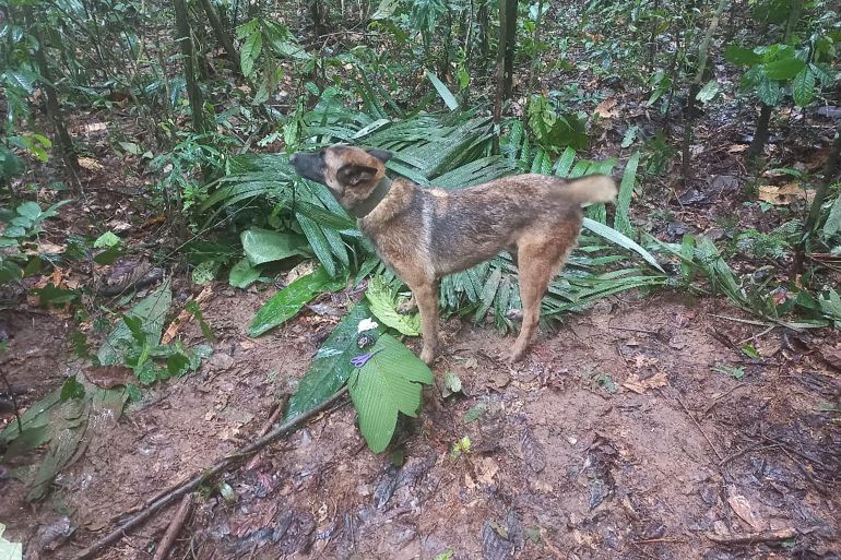 A brown dog stands in a forest